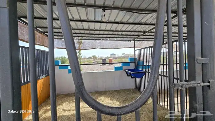 مربط الراحة لايواء الخيل 27