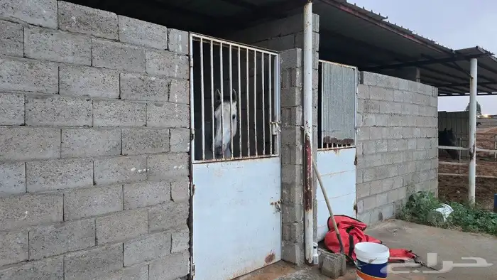 للبيع اسطبل خيل 3