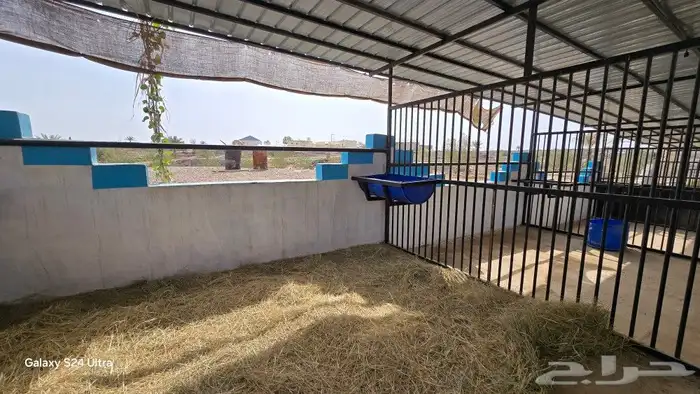 مربط الراحة لايواء الخيل 29