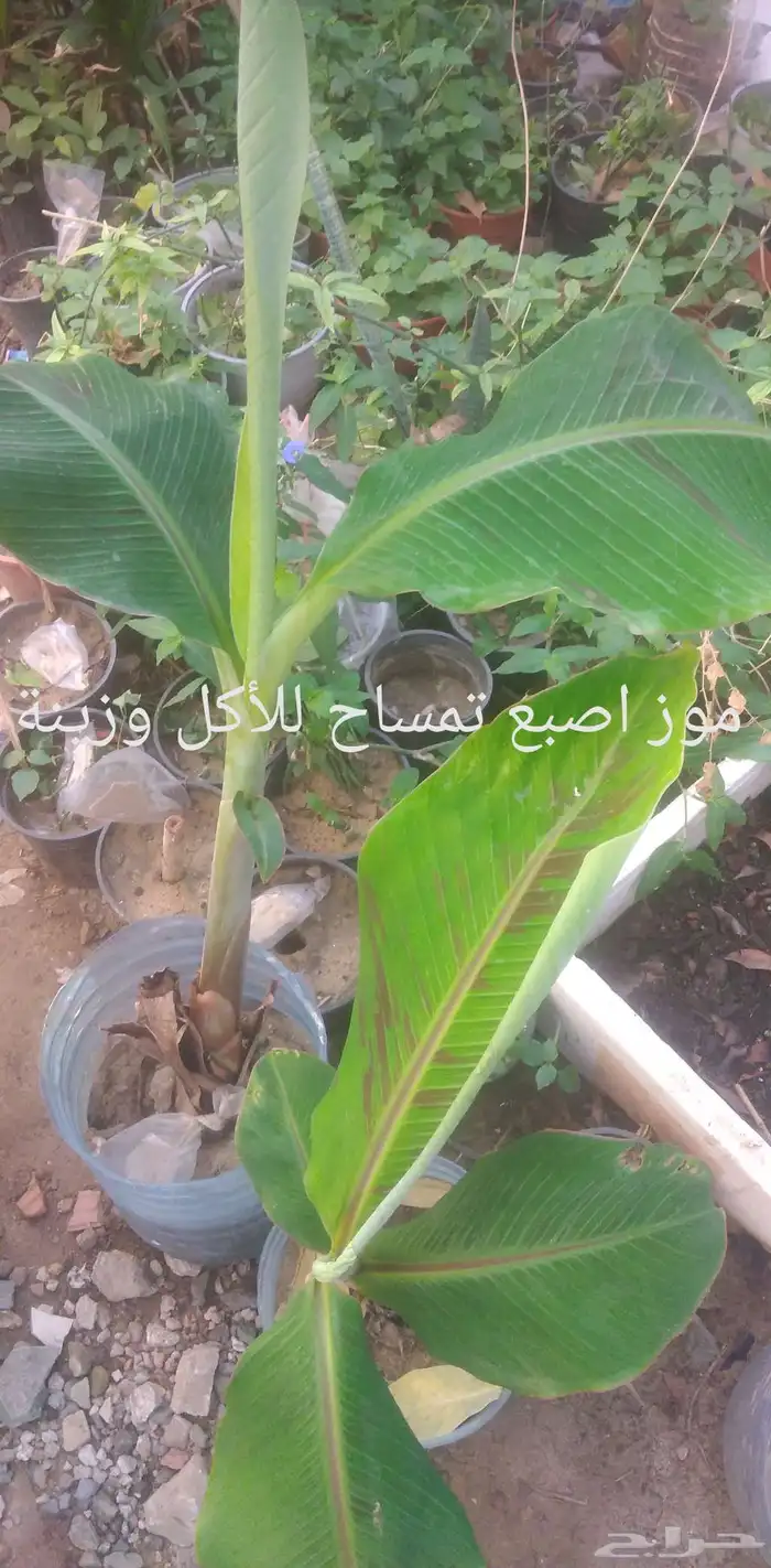 شتلات موز أصابع تمساح  للبيع ياسمين هندي للطلبية من تايلند 6