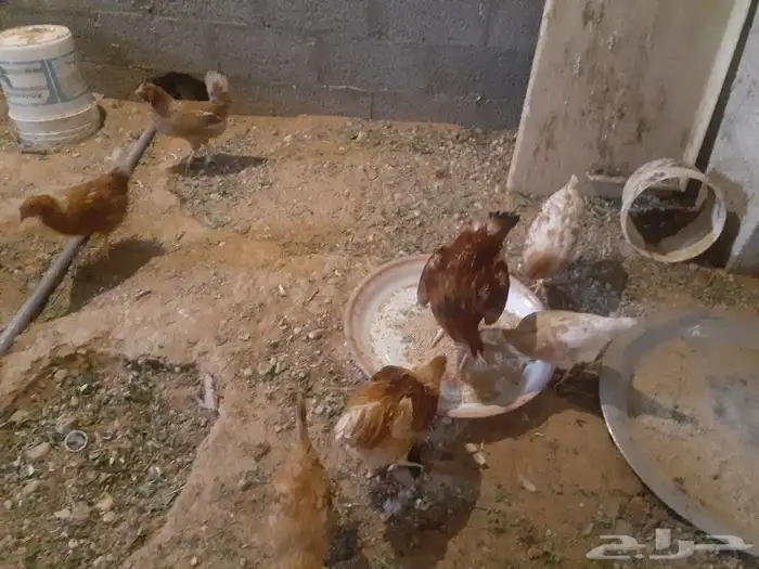دجاج تركي جروم 4