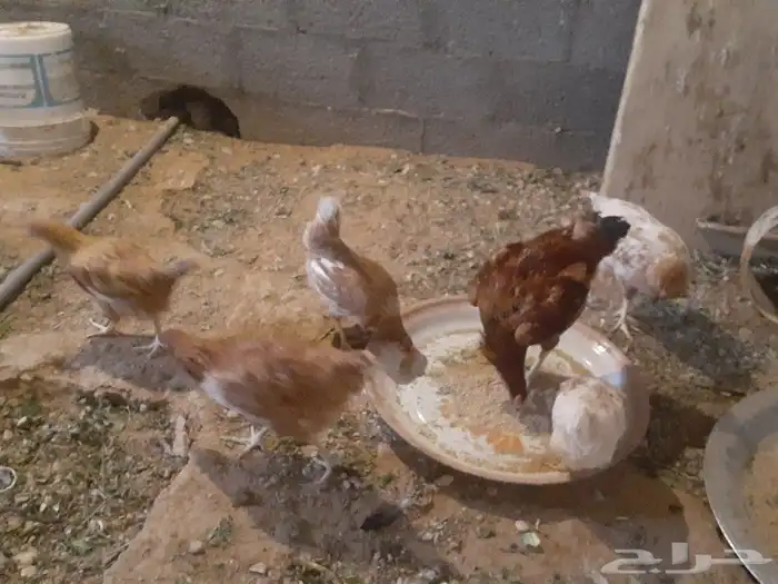 دجاج تركي جروم 7