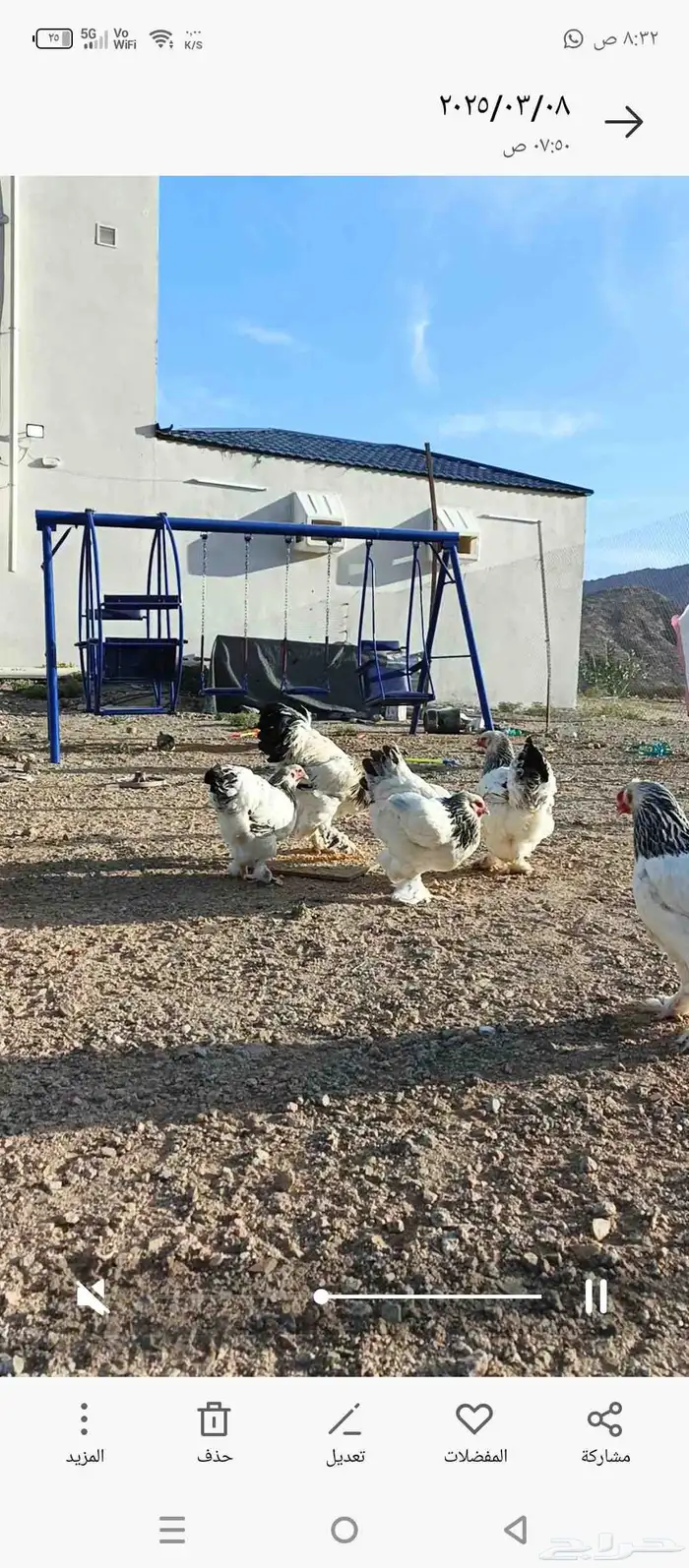 دجاج براهما كونك فاخر ومنتج كله على الشرط تم البيع تم البيع 2