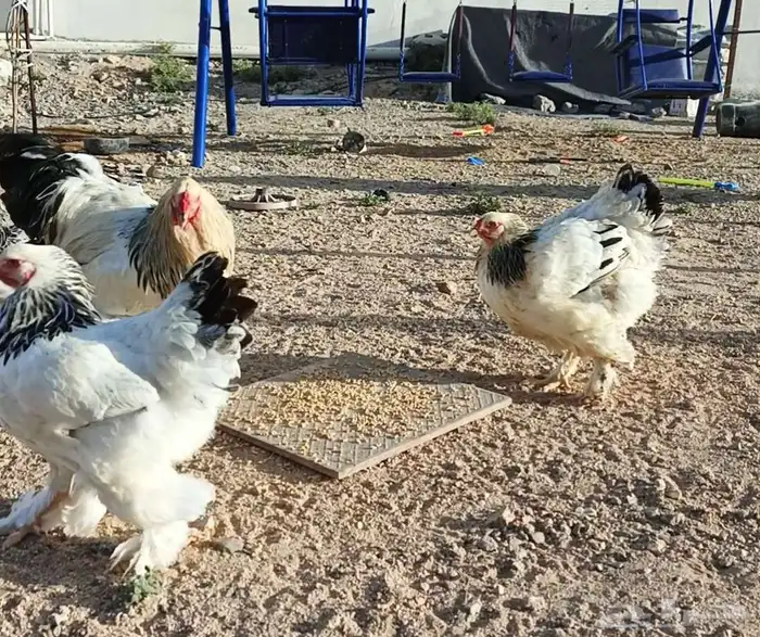 دجاج براهما كونك فاخر ومنتج كله على الشرط تم البيع تم البيع 3