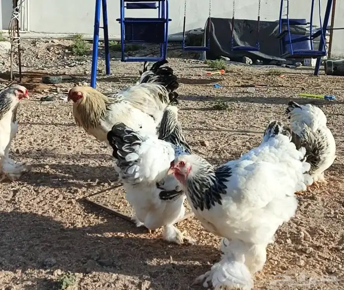 دجاج براهما كونك فاخر ومنتج كله على الشرط تم البيع تم البيع 0