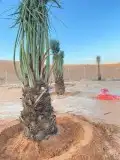 نخيل عربي نخيل واشنطني نخيل مثمر نخيل زينة 0