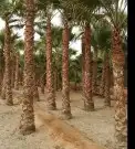 نقوم بتركيب الشبوك والسواتر وتوريد أنخيل وغرسه واشنطن وعربي 4