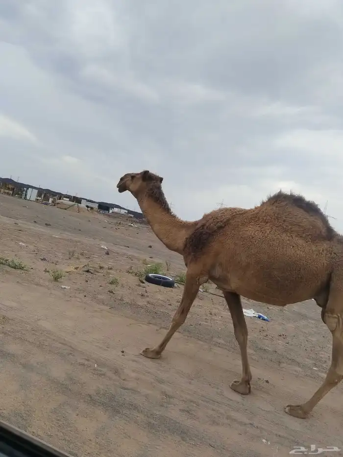 ناقه شعلا لقحه. مشروطه لها بلقاح 5شهور 1
