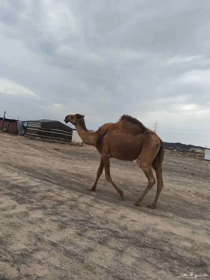 ناقه شعلا لقحه. مشروطه لها بلقاح 5شهور 2