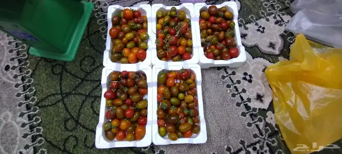 طماطه كرزي 2