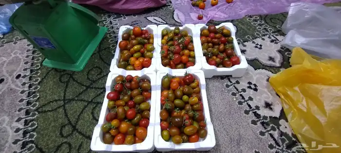 طماطه كرزي 1