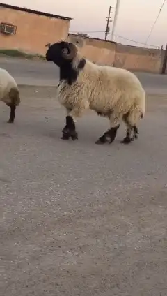 فحول نعيم صنف للبيع 2