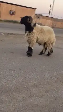 فحول نعيم صنف للبيع 0