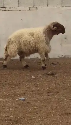 فحول نعيم صنف للبيع 8