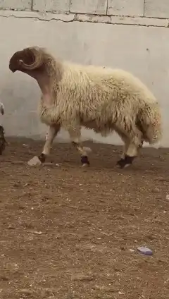 فحول نعيم صنف للبيع 7