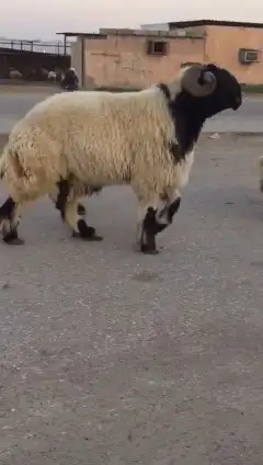 فحول نعيم صنف للبيع 1