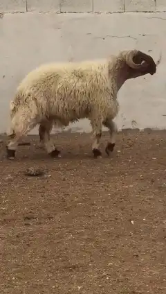 فحول نعيم صنف للبيع 6