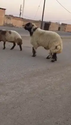 فحول نعيم صنف للبيع 4