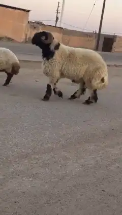 فحول نعيم صنف للبيع 3
