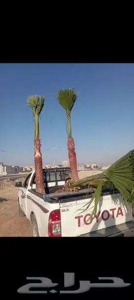 تاريخ جميع انواع النخيل كل المقاسات متوفره وكل النوايا الاخل 7
