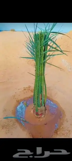 تاريخ جميع انواع النخيل كل المقاسات متوفره وكل النوايا الاخل 2