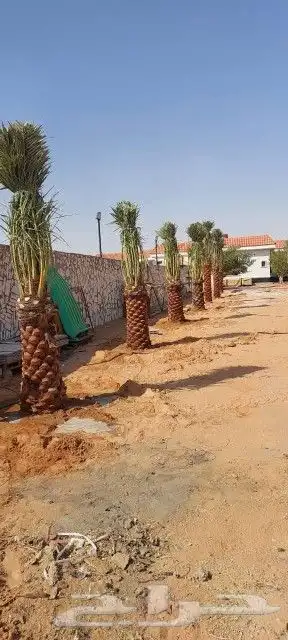تاريخ جميع انواع النخيل كل المقاسات متوفره وكل النوايا الاخل 8
