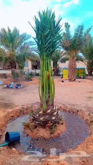 تاريخ جميع انواع النخيل كل المقاسات متوفره وكل النوايا الاخل 6