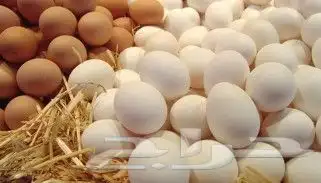 بيض بلدي طازج للمائدة. 0