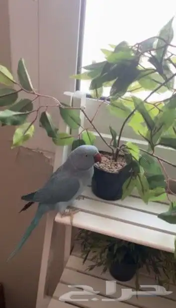 طير ذره انثى 0