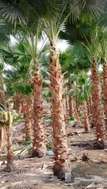 نخيل عربي نخيل واشنطني نخيل مثمر نخيل زينة 8
