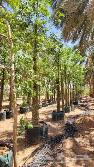 نخيل عربي نخيل واشنطني نخيل مثمر نخيل زينة 4