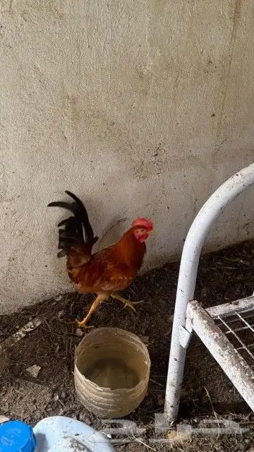 ديك تم تم البيع 6