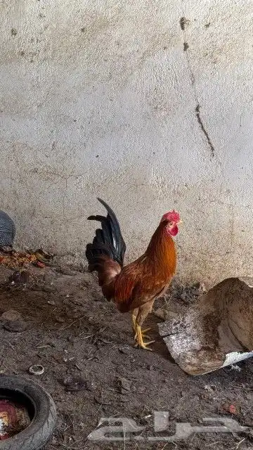 ديك تم تم البيع 7