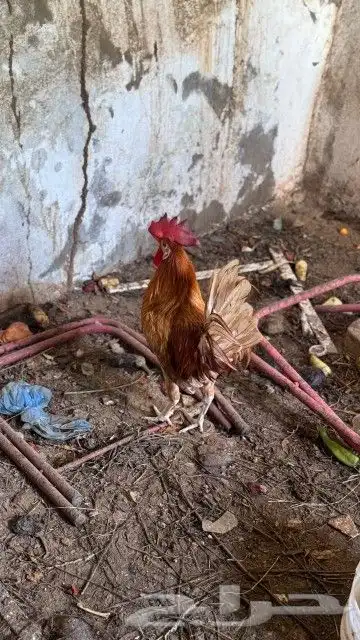 ديك تم تم البيع 0