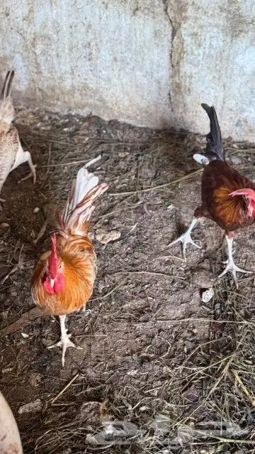 ديك تم تم البيع 3