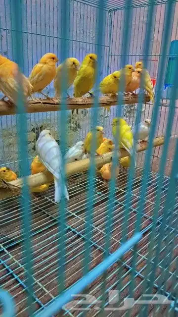 كناري 0
