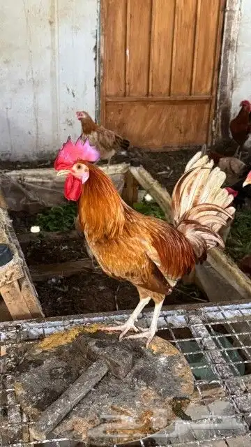 ديك تم تم البيع 2