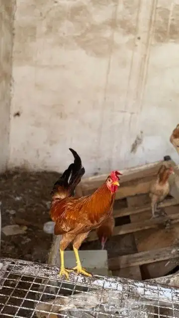 ديك تم تم البيع 5