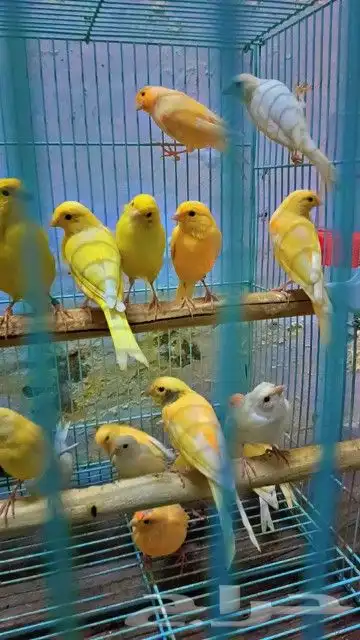 كناري 1