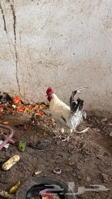 ديك تم تم البيع 4