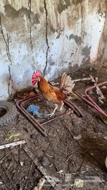 ديك تم تم البيع 1