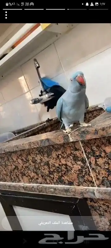 طير ذره انثى 2