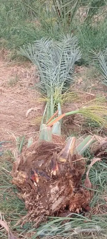 نخل للبيع عربي مثمر 3