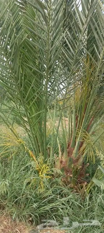 نخل للبيع عربي مثمر 0