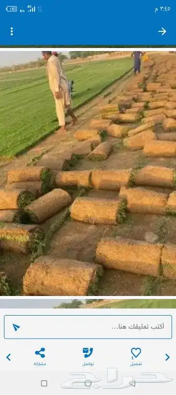 تنسيق حدائق وزراعه التيل 1