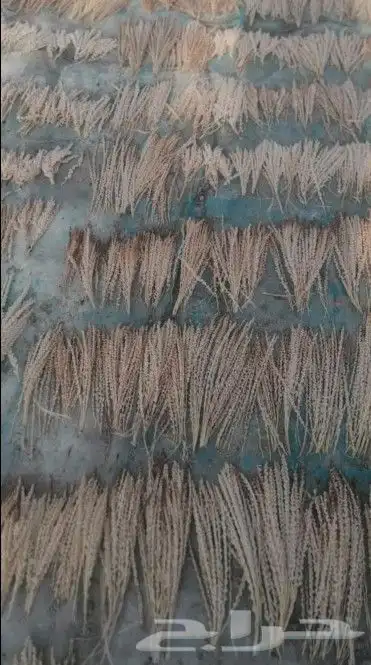 لقاح النخل وبار نخل 0