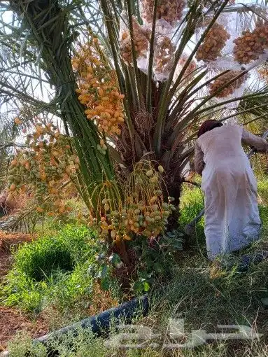تاريخ جميع انواع النخيل كل المقاسات متوفره وكل النوايا الاخل 9
