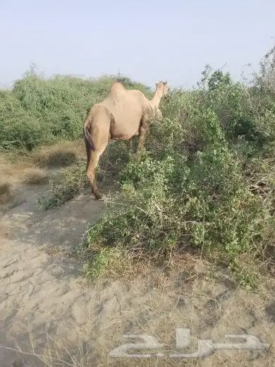عندي 4 بيل للبيع ثنتين محوير وثنتين جنب 1