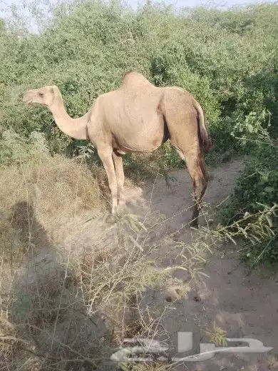 عندي 4 بيل للبيع ثنتين محوير وثنتين جنب 2