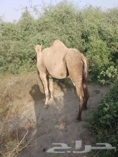 عندي 4 بيل للبيع ثنتين محوير وثنتين جنب 0